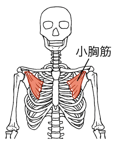 日常生活でも硬くなりやすい小胸筋